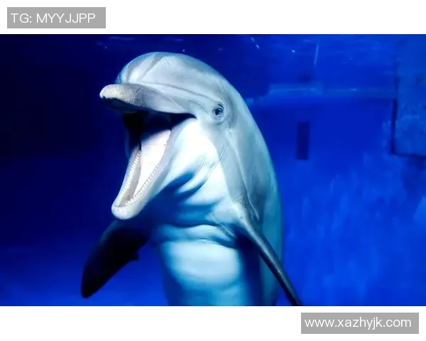 曼塔海豚与麦德林的奇妙邂逅探索海洋与城市的完美融合